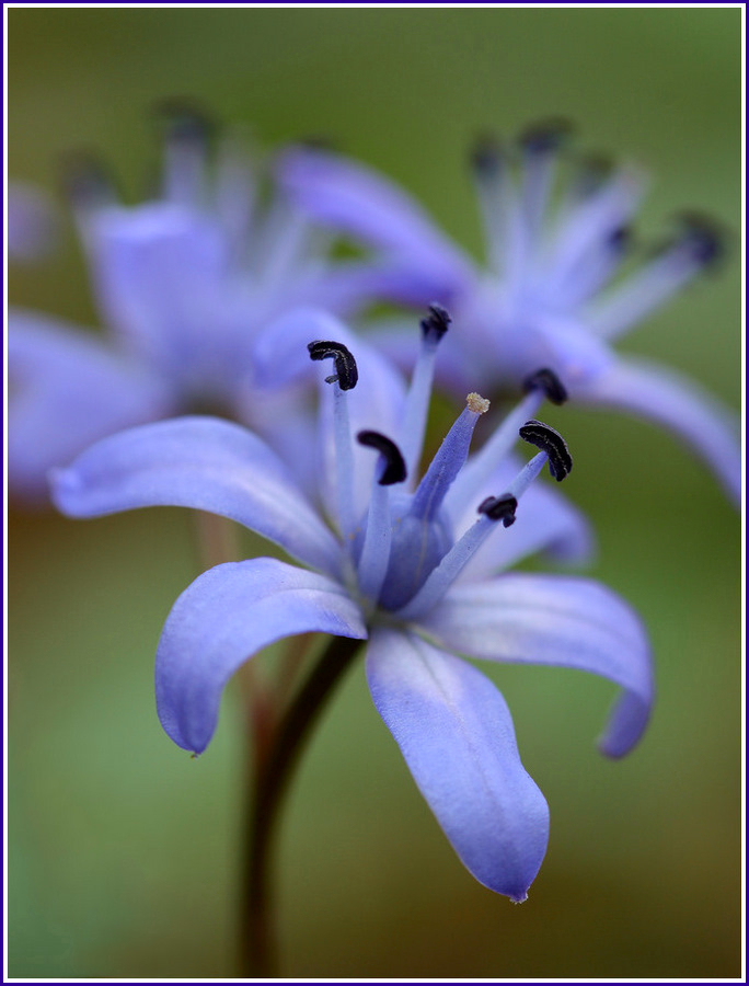 Scilla bifolia